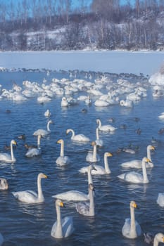 Beautiful white whooping swans swimming in the nonfreezing winter lake. The place of wintering of swans, Altay, Siberia, Russia.