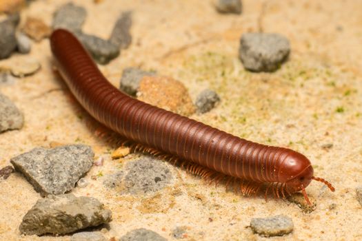 Brown milipede looking for food on the floor