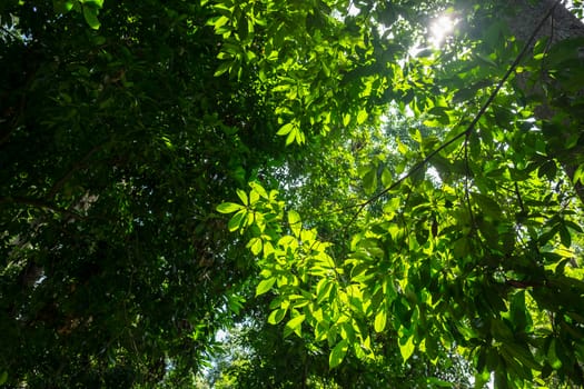 Backlit forest tree branches on a sunny day in a tropical rainforest