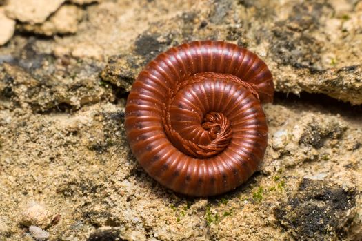 Brown milipede curling on the ground