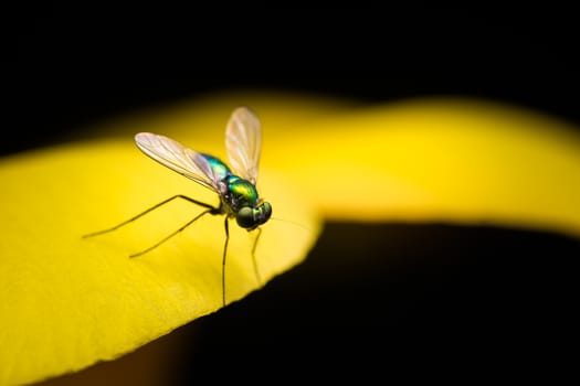 Green long legged fly resting on a yellow flower pedal