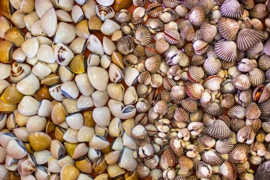 Fresh live clams seen in the live seafood section of a restaurant