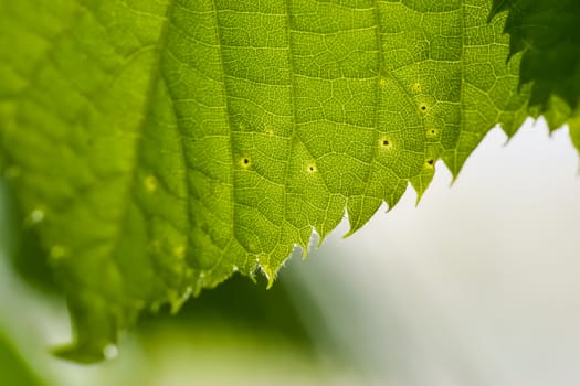 Close Up of a green leaf