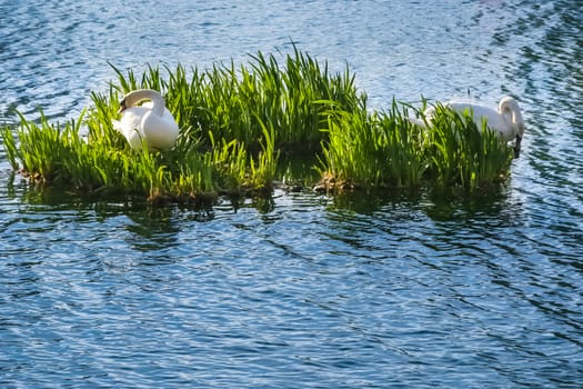 Two white swans on a small island in a lake.