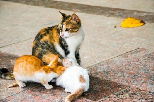 A mother cat and two kitten on a street in Egypt.