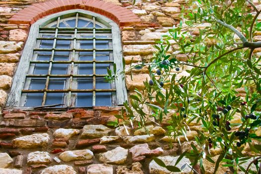 An olive tree branch seen outside the window of a stone house in Greece.