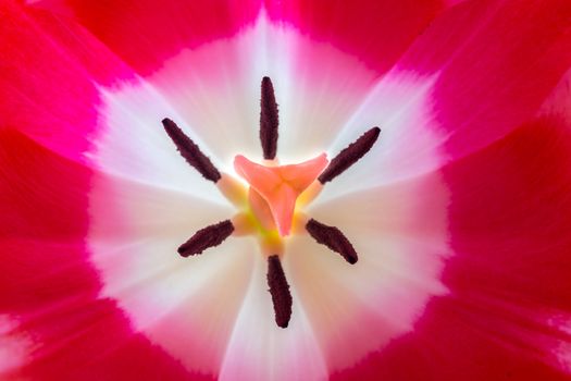 Close up view of a red british wild flower showing the stigma and stamen.