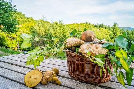 Basket full of cep mushrooms on a wooden table in France