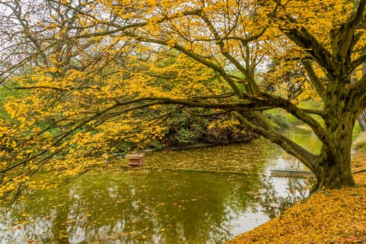 Yellow tree in Montsouris park in Paris in fall