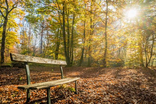 Bench in Fontainebleau forest in autumn