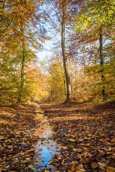Fontainebleau forest in autumn close to Paris