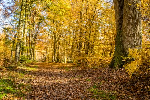 Walk in the Fontainebleau forest in autumn in France