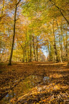 Autumn walk in the Fontainebleau forest in France