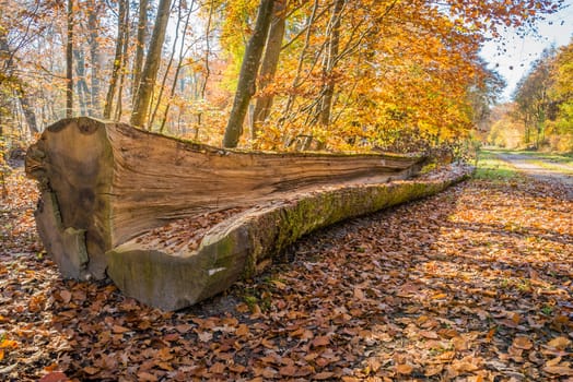 Tree cut open in the Fontainebleau forest in autumn