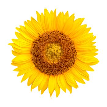 Sunflower isolated on white background, Sunflower natural background.