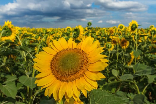 Sunflower with blue sky background.Sunflower and cloudy sky.