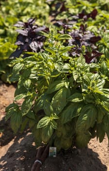 Basil herb plant grows tall in an organic garden in summer