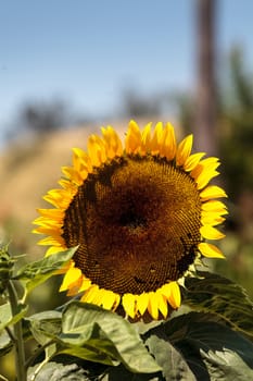 Sunflower, Helianthus annuus, blooms in spring in a garden with honeybees gathering pollen.