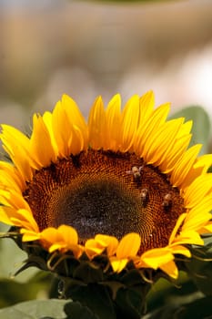 Sunflower, Helianthus annuus, blooms in spring in a garden with honeybees gathering pollen.