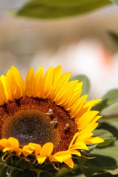 Sunflower, Helianthus annuus, blooms in spring in a garden with honeybees gathering pollen.