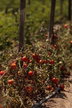 Cherry tomatoes growing in an organic home garden in spring in Southern California.