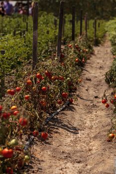 Cherry tomatoes growing in an organic home garden in spring in Southern California.