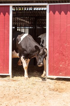 Brown cow outside a barn on a farm in summer