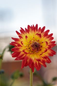 Pink and white Dahlia flower is found in Mexico and is the national flower.