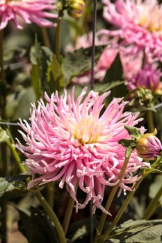 Pink and white Dahlia flower is found in Mexico and is the national flower.