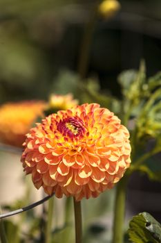 Pink and white Dahlia flower is found in Mexico and is the national flower.