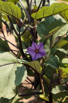 Purple flower blooms on an eggplant in a vegetable garden on a farm