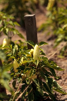 Ivory bell pepper grows in a vegetable garden in summer