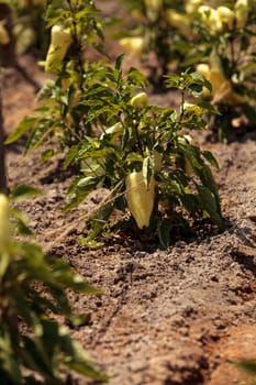 Ivory bell pepper grows in a vegetable garden in summer