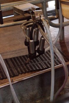 Electronic cow milking machine at a farm in a dairy barn in summer