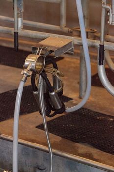 Electronic cow milking machine at a farm in a dairy barn in summer