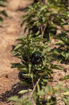 Purple bell peppers growing in an organic garden in spring in Southern California.