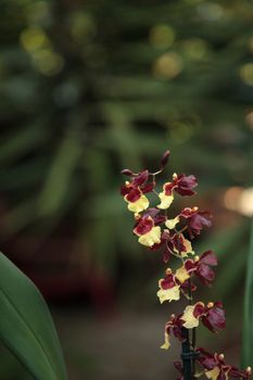 Yellow and maroon Oncidium orchid hybrid flowers grow in a botanical garden