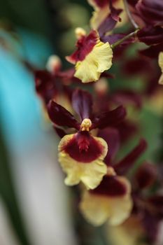 Yellow and maroon Oncidium orchid hybrid flowers grow in a botanical garden