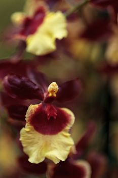 Yellow and maroon Oncidium orchid hybrid flowers grow in a botanical garden