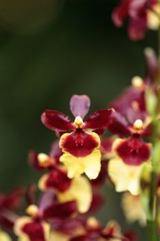 Yellow and maroon Oncidium orchid hybrid flowers grow in a botanical garden