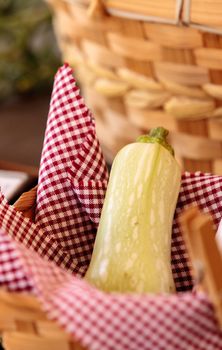 Squash grows on a small organic farm in a Southern California garden.