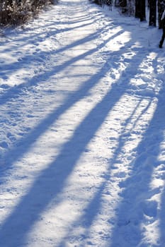 Winter country landscape. Path across forest with shadow light 