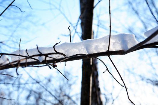 Winter background with branch tree under snow against blue sky