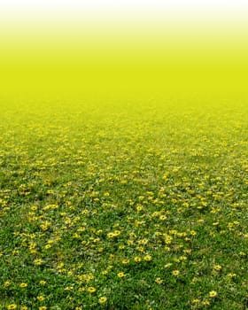 Yellow flower in the green grass. Fresh summer or spring background.