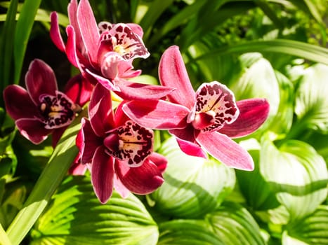 bright red orchids flower on green leaves