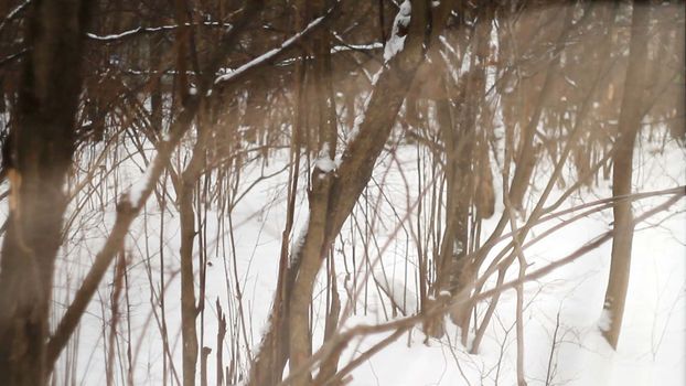 Dreamlike woodland scene with shine effect. Snow composition