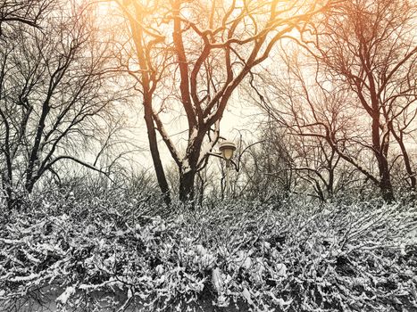 Sunset in a beautiful winter park with snowy trees and streetlight.