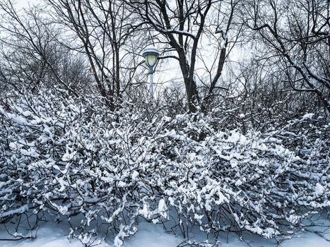 Beautiful winter park with streetlight after snowstorm.