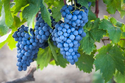 Ripe bunch of grapes on a branch, close-up