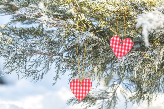 Beautiful valentine holiday background with two checkered hearts on thuja cypress tree branches covered with hoarfrost, white snow surface.